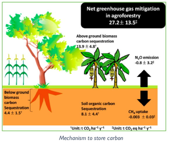 New Study Highlights Sheaâ€™s Potential to Mitigate Effect of Climate Change